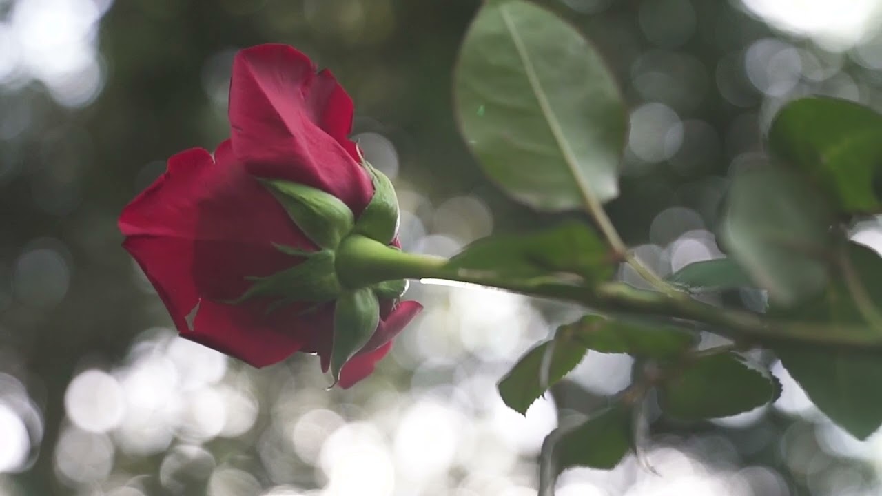 Wild Flowers