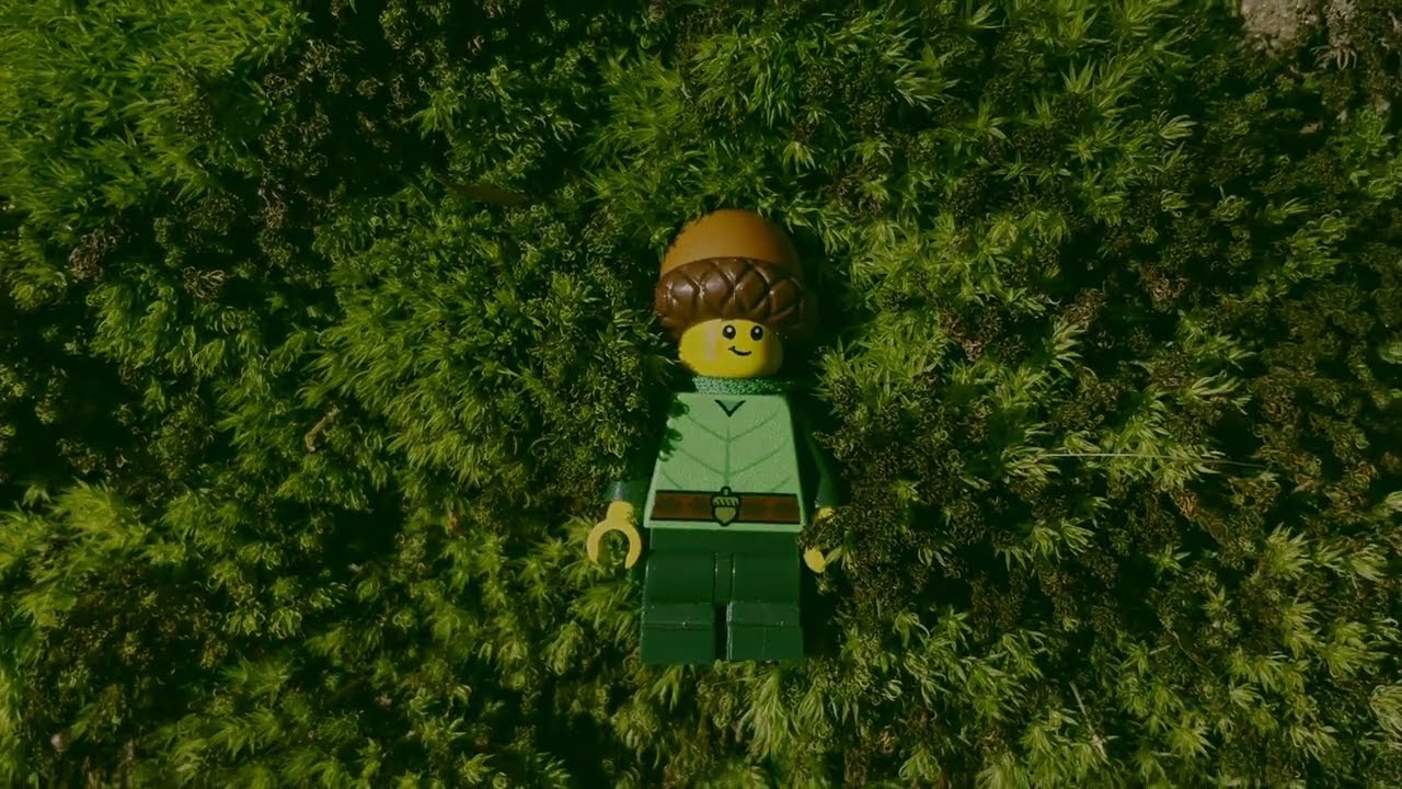 Life in the woods