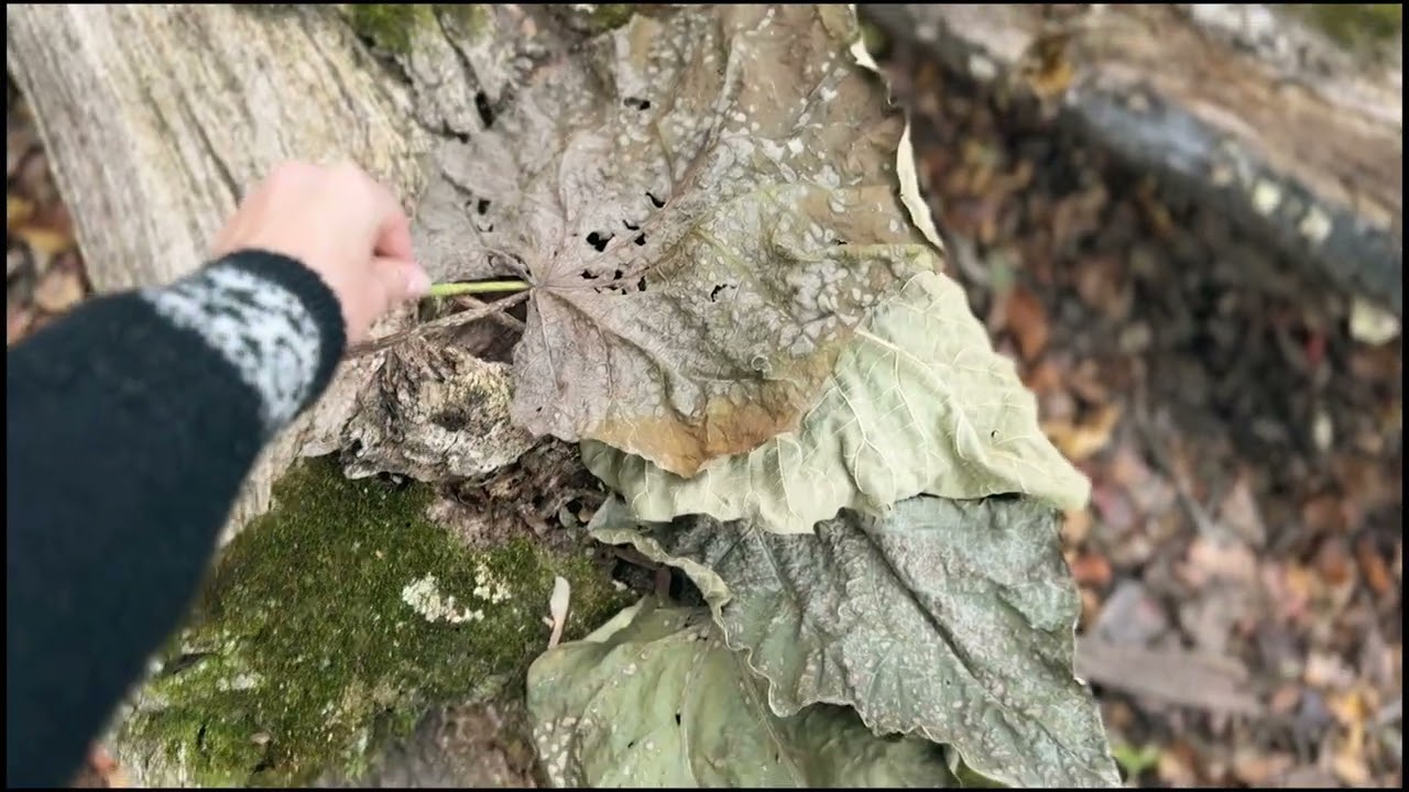 Forest Bathing