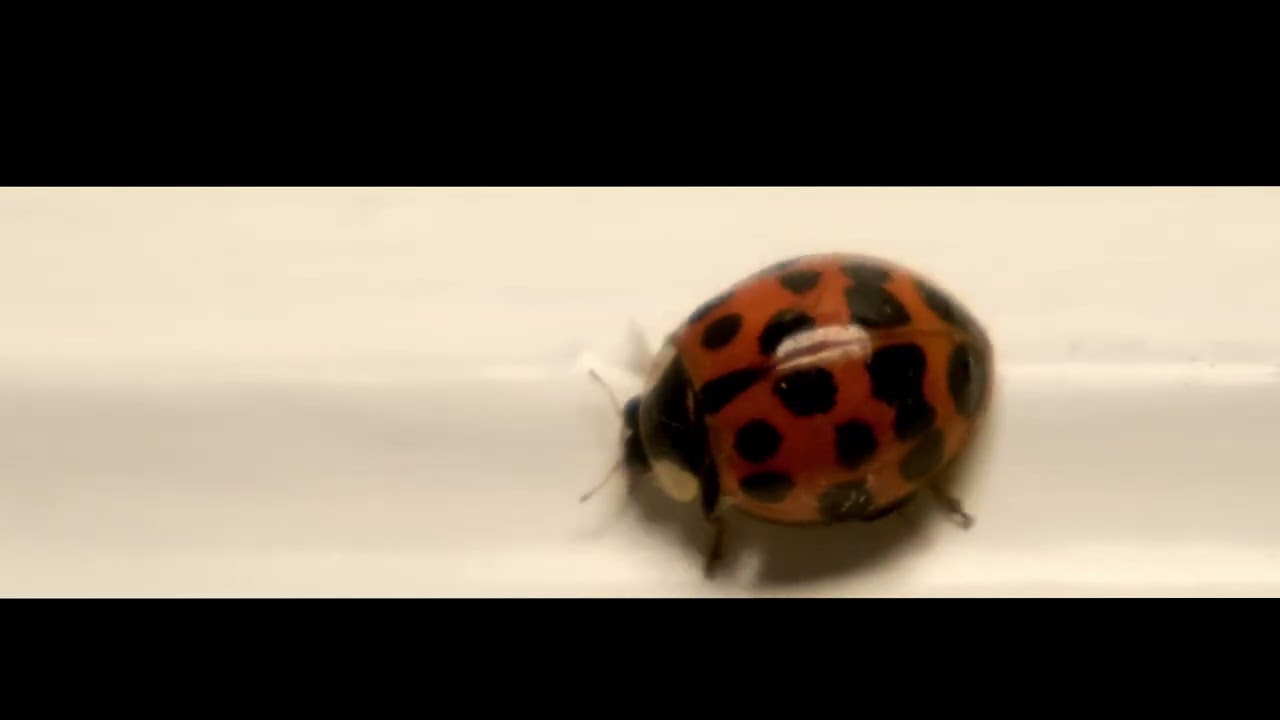 Little One